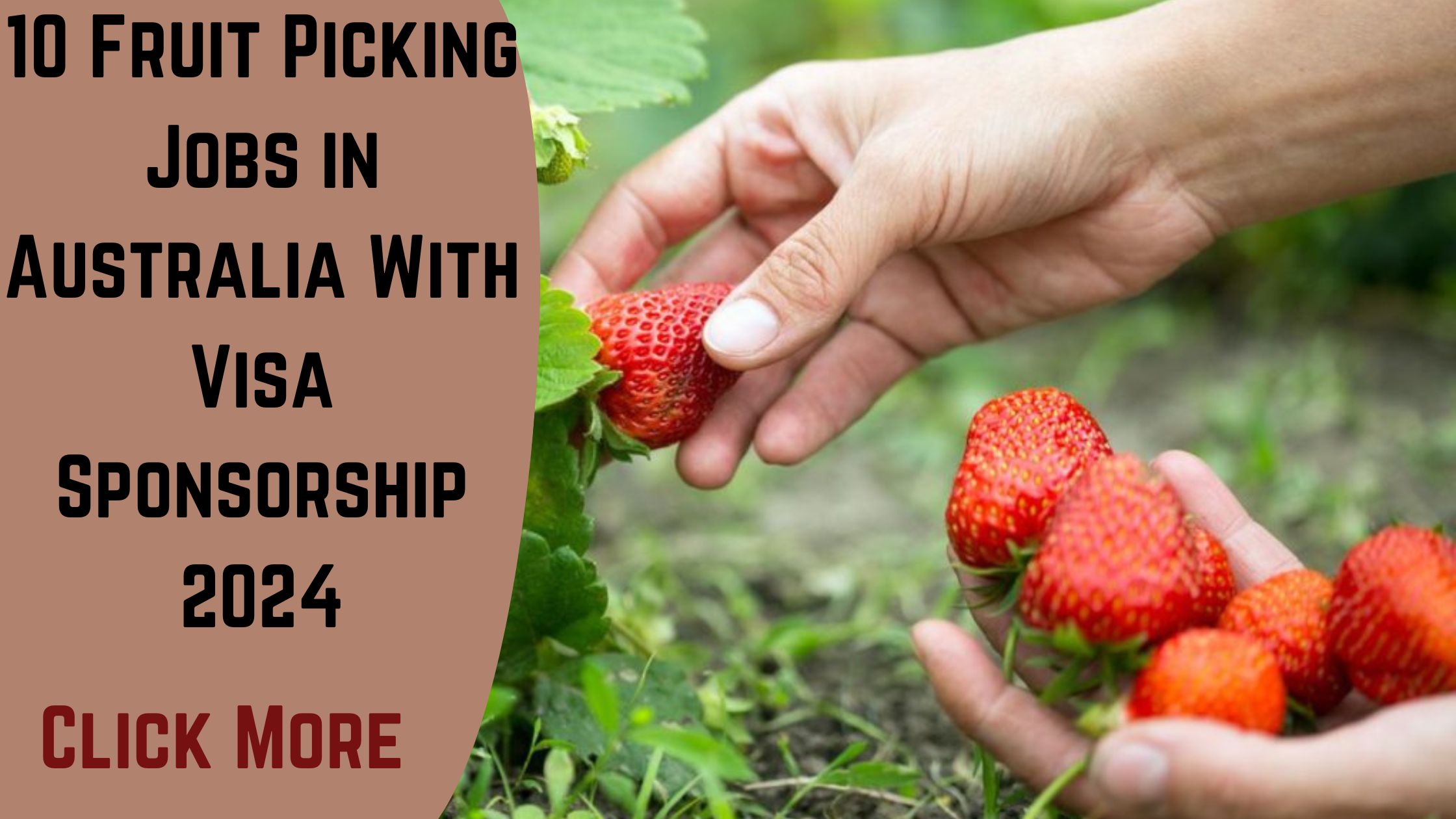 Fruit Picking Jobs in Australia With Visa Sponsorship 