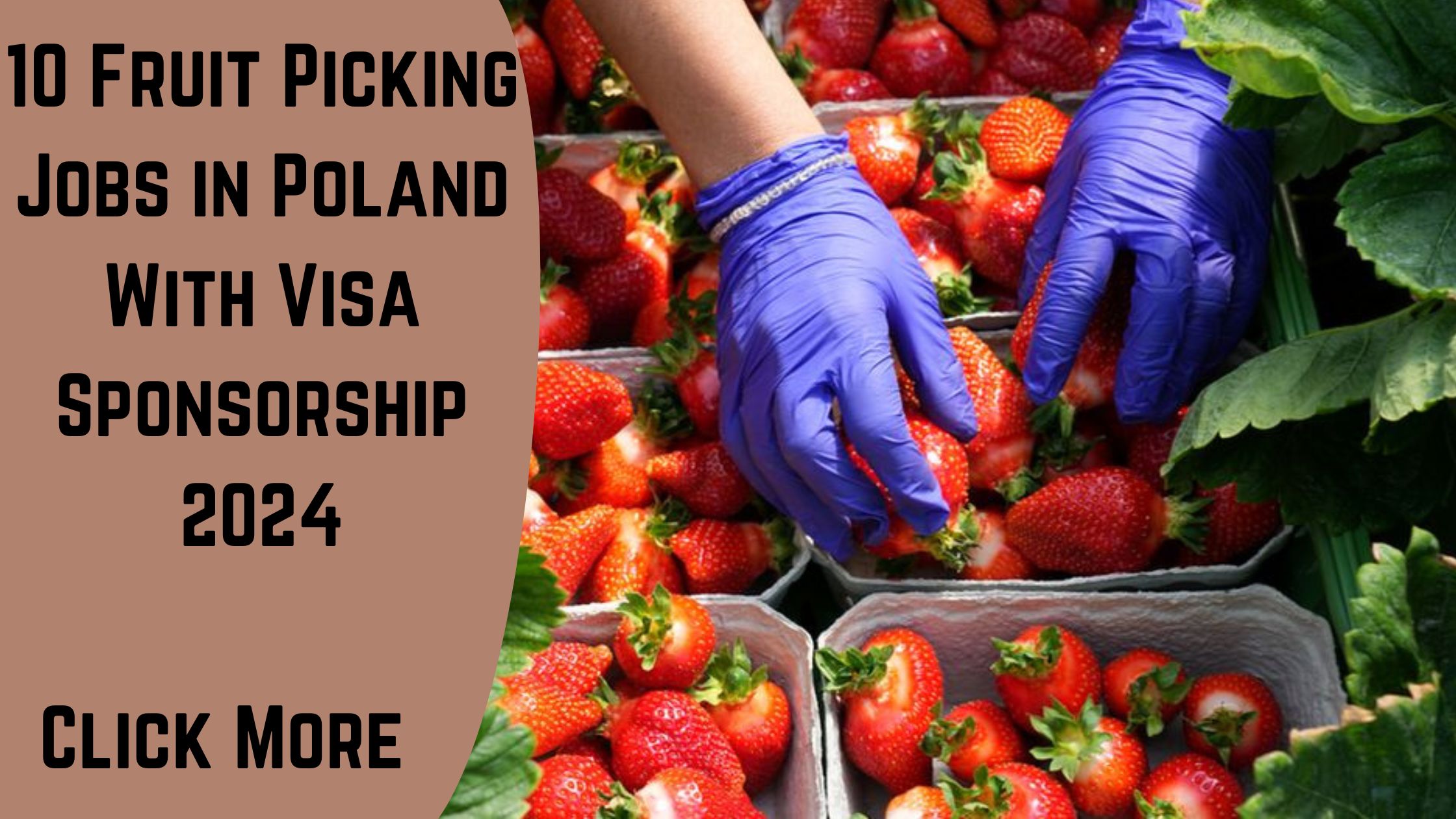 Fruit Picking Jobs in Poland With Visa Sponsorship