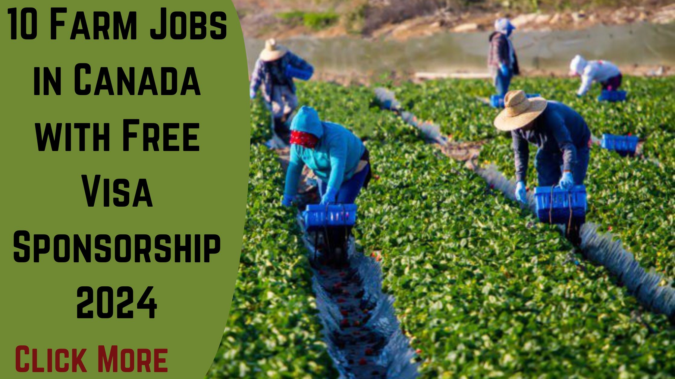 Farm Jobs in Canada with Free Visa Sponsorship 